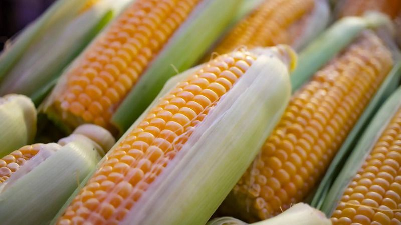 تصویر 2 از خرید نشاسته ذرت اصلاح شده + قیمت فروش استثنائی